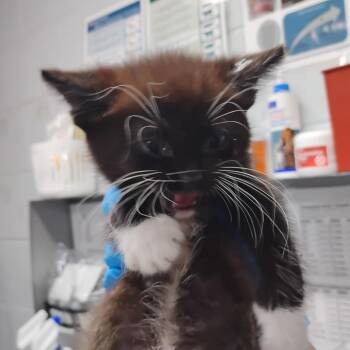 Domestic Short Hair Cats Available for Adoption in Summerville, South Carolina - Drakkar @ PetSmart On Dorchester Road | PetCurious