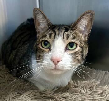 Domestic Short Hair Cats Available for Adoption in Cottonwood, Arizona - Captain | PetCurious