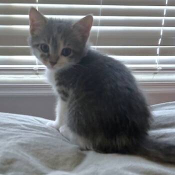 Rescue Domestic Short Hair Cats for Adoption - Truffle | PetCurious