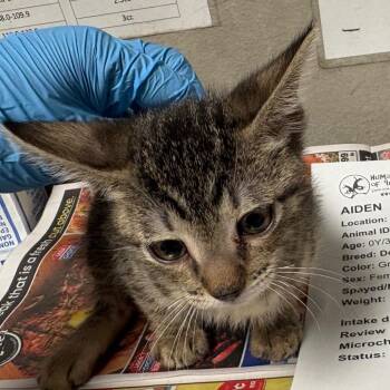 Aiden -  Domestic Short Hair Cat for Adoption in Yuma, Arizona - Aiden | PetCurious