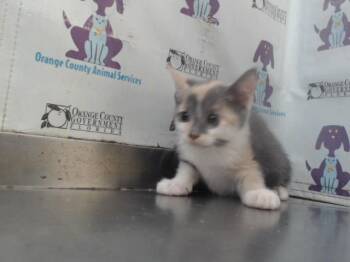 Rescue Domestic Short Hair Cats for Adoption in Orlando, Florida - VIOLET | PetCurious