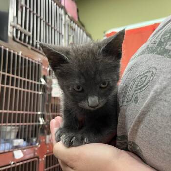 SAM -  Domestic Short Hair and Japanese Bobtail Cat for Adoption in Kyle, Texas - SAM | PetCurious