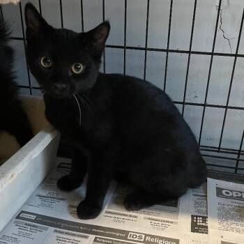 Domestic Short Hair Cats Available for Adoption in Spencer, Indiana - Fawn | PetCurious