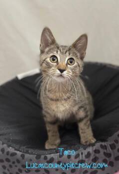 Terrific Taco -  Tabby and American Shorthair Cat for Adoption in Toledo, Ohio - Terrific Taco | PetCurious