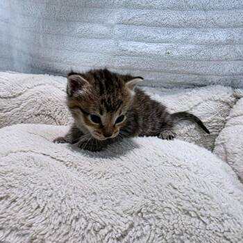 Eshe (Akitty) -  Domestic Short Hair Cat Available for Adoption in Clarksville, Tennessee - Eshe (Akitty) | PetCurious