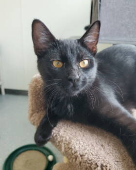 Rescue Domestic Short Hair Cats for Adoption in Greenville, Illinois - Poppy | PetCurious