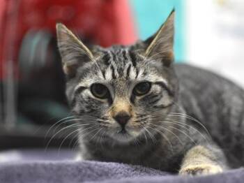 Nina -  Domestic Short Hair Cat for Adoption in Portland, Oregon - Nina | PetCurious