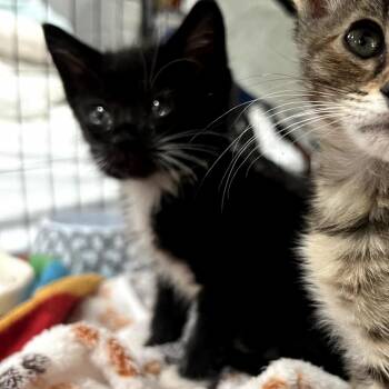 Boots -  Domestic Short Hair Cat for Adoption in Long Beach, California - Boots | PetCurious
