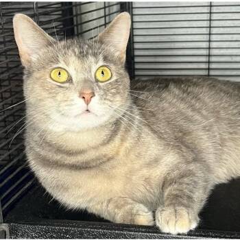 Rescue Domestic Short Hair Cats for Adoption in Bloomington, Indiana - Beetlejuice | PetCurious