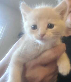 Tabby Cats Available for Adoption in Huntington Beach, California - Harper | PetCurious