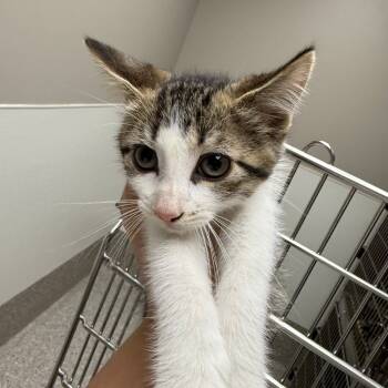 Rescue Domestic Short Hair Cats for Adoption in Detroit Lakes, Minnesota - Godiva | PetCurious