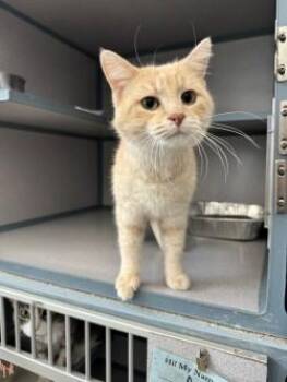 Domestic Short Hair Cats Available for Adoption in Waterloo, Iowa - Fawna | PetCurious