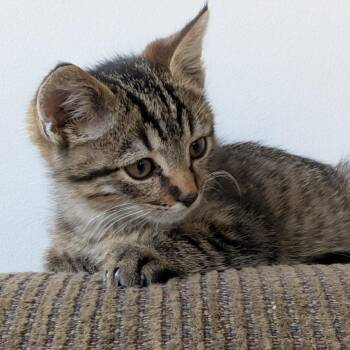 Rescue Domestic Short Hair and Tabby Cats for Adoption - Cooper MD 0925 | PetCurious