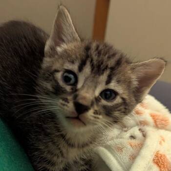 Domestic Short Hair Cats Available for Adoption in Bentonville, Arkansas - Mark | PetCurious