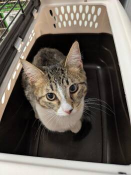 Barnaby -  Domestic Short Hair Cat for Adoption in Cincinnati, Ohio - Barnaby | PetCurious