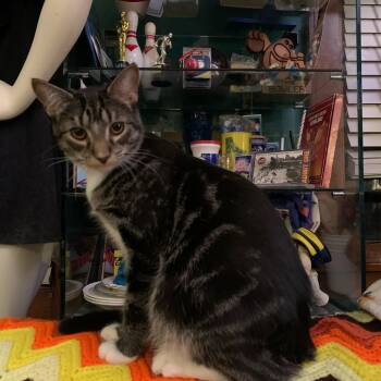 Winston -  Domestic Short Hair Cat Available for Adoption in Cleveland, Ohio - Winston | PetCurious