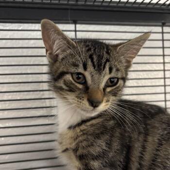 Aiden -  Domestic Short Hair Cat for Adoption in Hampton Bays, New York - Aiden | PetCurious