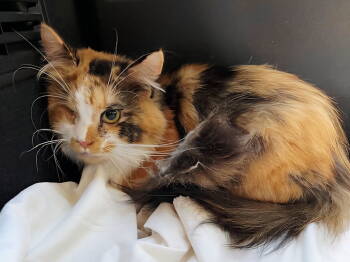 Rescue Calico Cats for Adoption in Franklin, Tennessee - PRINCESS CALI | PetCurious