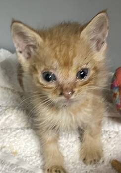 Rescue Domestic Short Hair Cats for Adoption in Cumming, Georgia - Santa Paws 1420-25 | PetCurious
