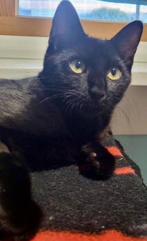 Pepper -  Domestic Short Hair Cat for Adoption in Sayreville, New Jersey - Pepper | PetCurious