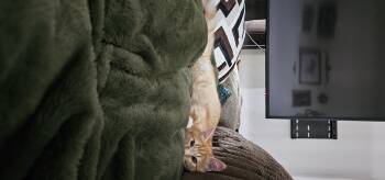 Rescue Tabby Cats for Adoption in Tracy, California - Oliver - Bonded With Obsidian | PetCurious