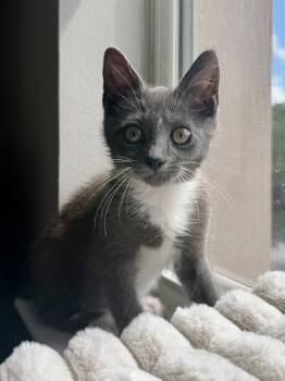 Smudge -  Domestic Short Hair Cat for Adoption in Orlando, Florida - Smudge | PetCurious