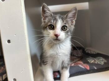 LOKI -  Domestic Short Hair Cat for Adoption in Palmetto, Florida - LOKI | PetCurious