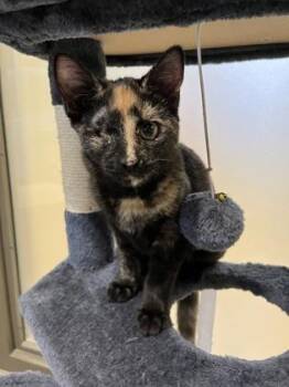 Roberta -  Domestic Short Hair Cat for Adoption in Quakertown, Pennsylvania - Roberta | PetCurious