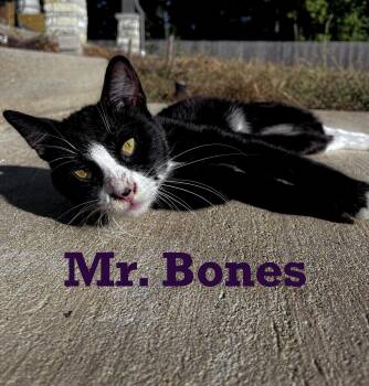 Rescue Tuxedo Cats for Adoption - Mr. Bones | PetCurious