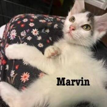 MARVIN -  Domestic Short Hair Cat for Adoption in Kyle, Texas - MARVIN | PetCurious