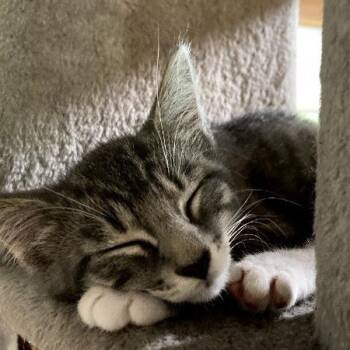 Lake Ridge kitten 3 -  Domestic Short Hair Cat for Adoption in New York, New York - Lake Ridge Kitten 3 | PetCurious