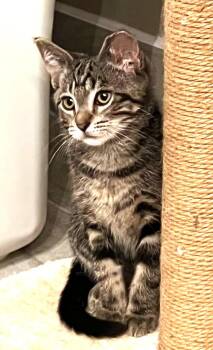 Herb -  Tabby Cat for Adoption in Ypsilanti, Michigan - Herb | PetCurious