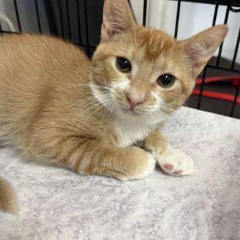 Theia -  Tabby Cat for Adoption in Columbia, South Carolina - Theia | PetCurious