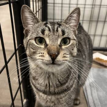 Max -  Domestic Short Hair Cat for Adoption in Columbus, Ohio - Max | PetCurious