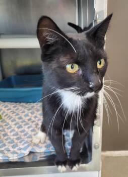 Domestic Short Hair Cats Available for Adoption in Hopkinsville, Kentucky - Lainey | PetCurious