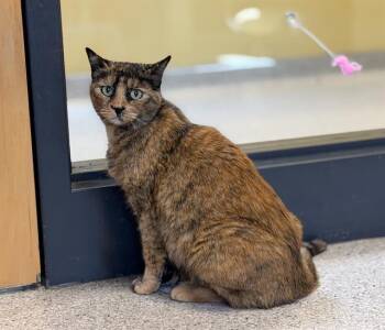 Domestic Short Hair Cats Available for Adoption in Modesto, California - CLOVER | PetCurious