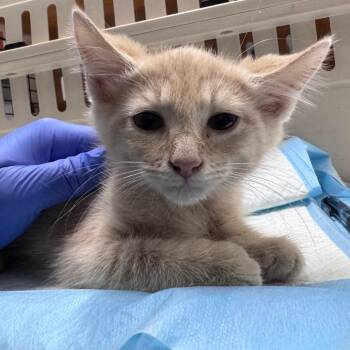 Domestic Short Hair Cats Available for Adoption in Summerville, South Carolina - Mango | PetCurious