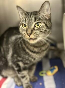 Domestic Short Hair Cats Available for Adoption - Carlie Jefferson | PetCurious