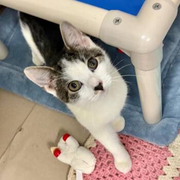 Garth -  Domestic Short Hair Cat for Adoption in New York, New York - Garth | PetCurious
