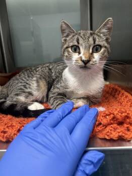 Spirit Halloween -  Domestic Short Hair Cat for Adoption - Spirit Halloween | PetCurious