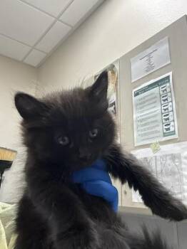 MAZIKEEN -  Domestic Medium Hair and Domestic Short Hair Cat for Adoption in Las Vegas, Nevada - MAZIKEEN | PetCurious