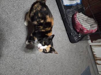 Rescue Calico Cats for Adoption in Orlando, Florida - Butters | PetCurious