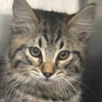 Dexter -  Domestic Long Hair Cat for Adoption in Taos, New Mexico - Dexter | PetCurious