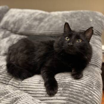 Domestic Long Hair Cats Available for Adoption in Buffalo, New York - Nash | PetCurious