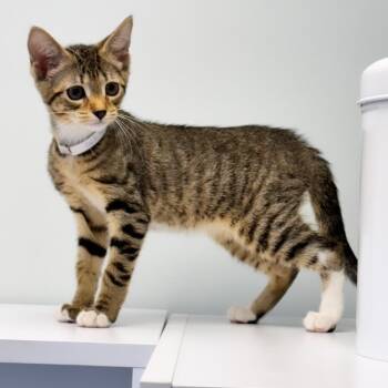 Jack Daniel -  Domestic Short Hair Cat for Adoption in Syosset, New York - Jack Daniel | PetCurious