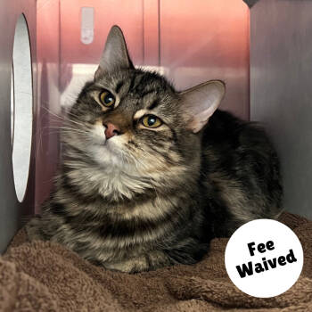 Rescue Domestic Short Hair Cats for Adoption in Glenwood Springs, Colorado - Zeus | PetCurious