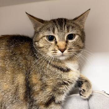 Nessa -  Domestic Short Hair Cat for Adoption in Stillwater, Oklahoma - Nessa | PetCurious