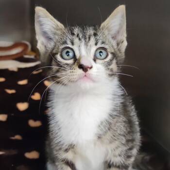 Domestic Short Hair Cats Available for Adoption in Sarasota, Florida - Bean Bag | PetCurious