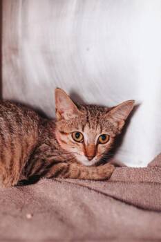 95294a LiLi-PetSmart Mt. Pleasant -  Domestic Short Hair Cat for Adoption in North Charleston, South Carolina - 95294a LiLi-PetSmart Mt. Pleasant | PetCurious