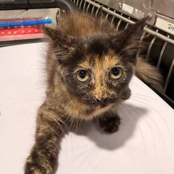 Sputter -  Domestic Short Hair Cat for Adoption in Tampa, Florida - Sputter | PetCurious
